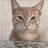 Entry image for Bigglesworth