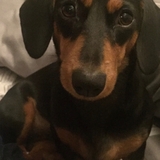 Entry image for Maple