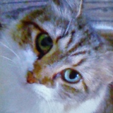 Entry image for Cricket