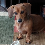 Entry image for Noodle