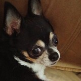 Entry image for Sadie