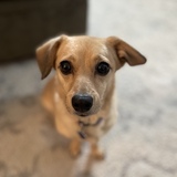 Entry image for P-Nut