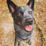 Entry image for Ozzy