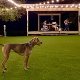 Entry image for Dobby 