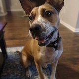 Entry image for Roscoe