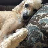 Entry image for Scruffy Doo