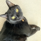 Entry image for Charlie