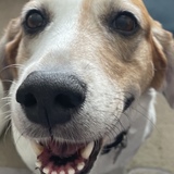 Entry image for Bella