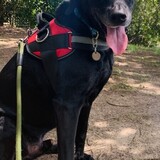 Entry image for Thor