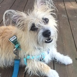 Entry image for Jingle