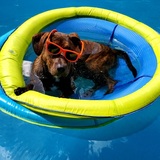 Entry image for Saffron 