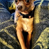 Entry image for Graydy