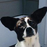 Entry image for Daisy