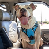 Entry image for Jett