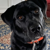 Entry image for Bode