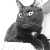 Entry image for Bandit