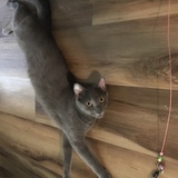 Entry image for Schotzie