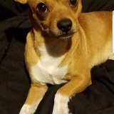 Entry image for Atticus