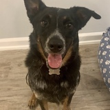 Entry image for Beau