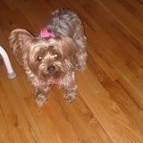 Entry image for Prissy