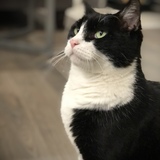 Entry image for Coco