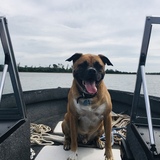 Entry image for Dennis  Tank 