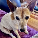 Entry image for Fiona