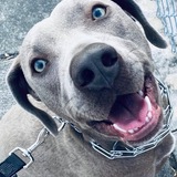 Entry image for Maverick