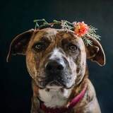 Entry image for Fawn