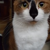 Entry image for Polly