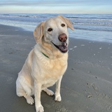 Entry image for Murphi