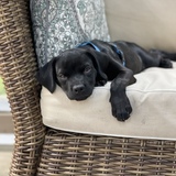 Entry image for Levi