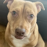 Entry image for Penelope 