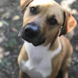 Entry image for Buckey