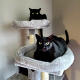 Entry image for Raven and Pepper Poe