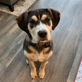 Entry image for Sheldon