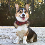 Entry image for Koda