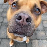 Entry image for Peppermint Patty