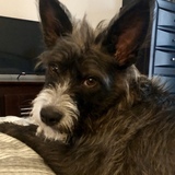 Entry image for Lucy 