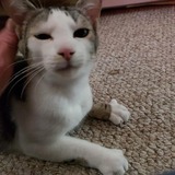 Entry image for Kippy