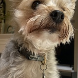 Entry image for Hagrid