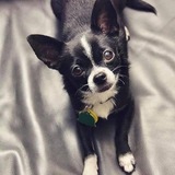 Entry image for Che the Chupacabra