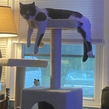 Entry image for Timothy Pipes