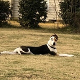 Entry image for Cooper