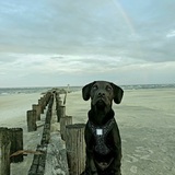 Entry image for Ridley