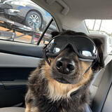 Entry image for Rocky