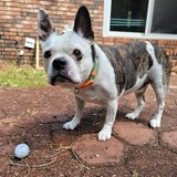 Entry image for Dexter Calvin