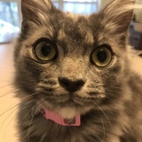 Entry image for Pearl