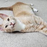 Entry image for Dorito