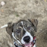 Entry image for Brodie